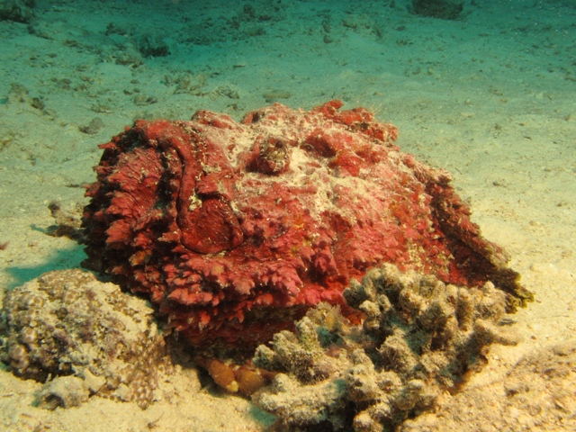 Sinancea verucosa